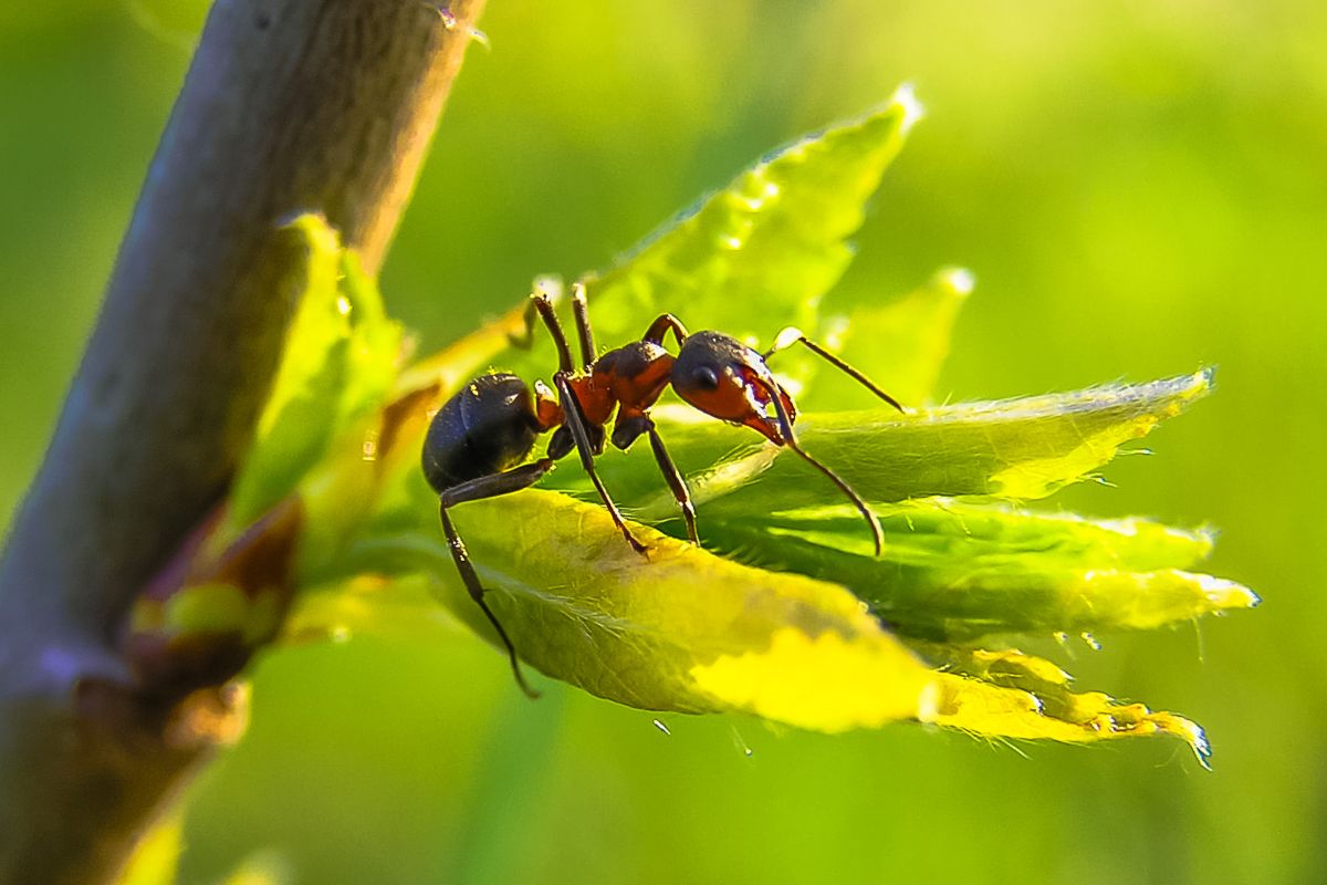 Как избавиться от муравьёв на даче