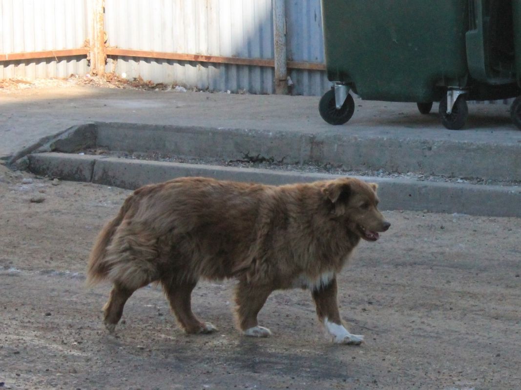 Новый закон о бездомных собаках обсуждают в Хабаровском крае