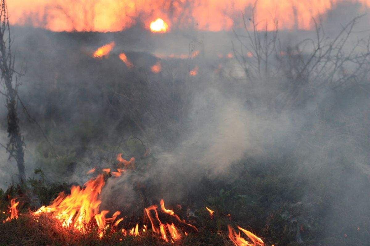 Первые лесные пожары зарегистрированы в Хабаровском крае