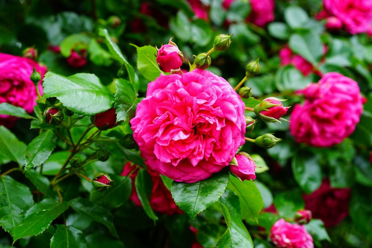 Канадские зимостойкие розы, которые выращивают в Хабаровске и пригороде