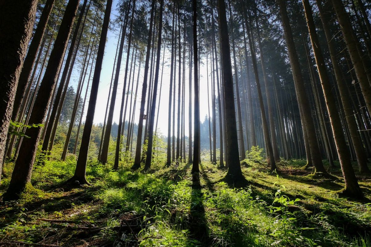 На Дальнем Востоке продолжат увеличивать долю переработки леса