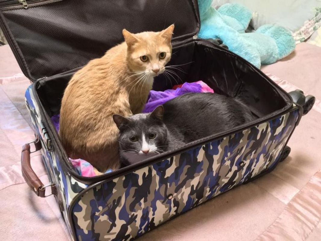 В путешествие с котом: перевозить животных самолётом стало дороже