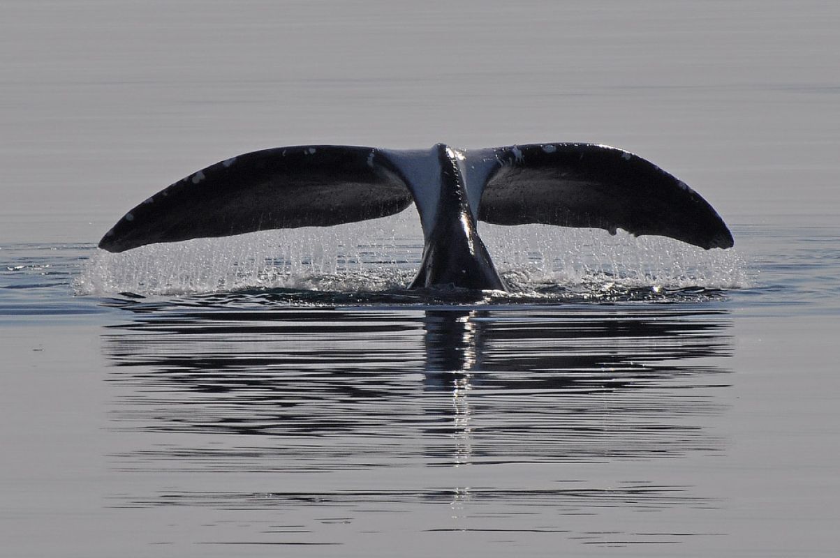 Первая победа: проект «китового туризма» Хабаровского края вошёл в топ-34 по стране