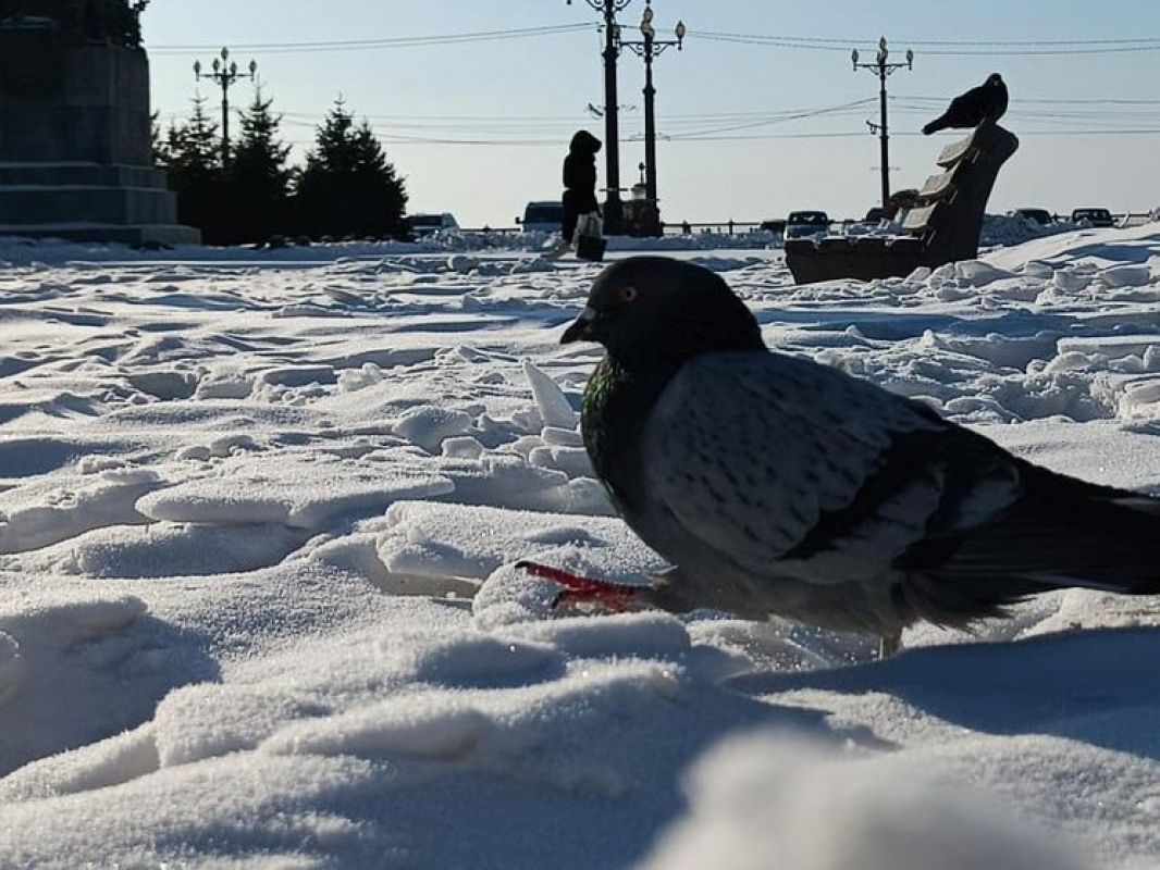 Чуточку теплее: погода на январь в Хабаровске