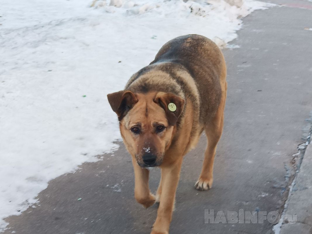 Об эвтаназии для бродячих собак задумались в Хабаровске