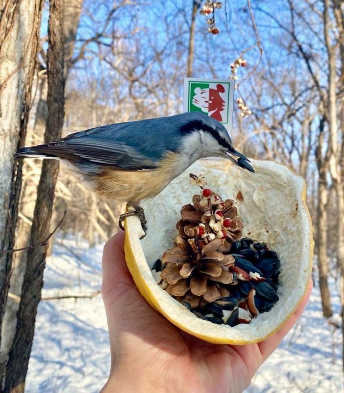 Птичий «фастфуд»: как помочь пернатым зимой