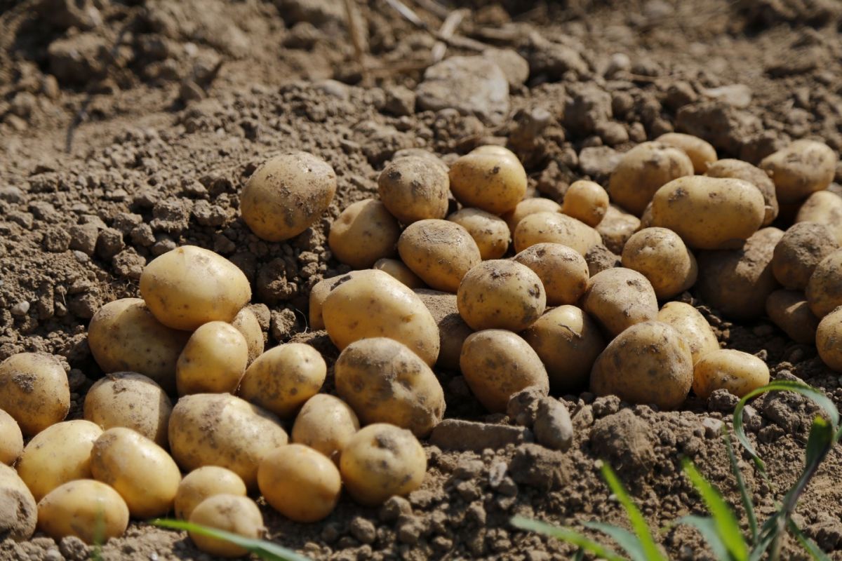 Клонировать картофель планируют в Хабаровске
