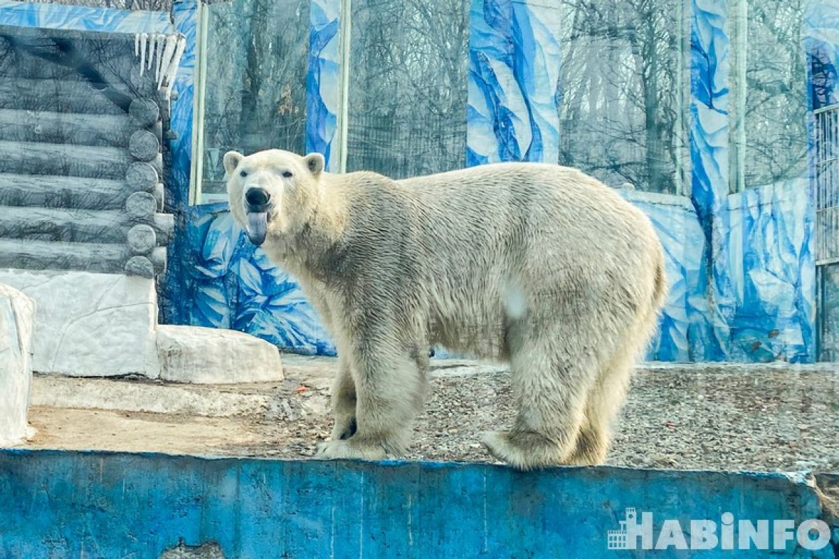 Потепление, которое пришло в Хабаровск, разбудило медведей в «Приамурском» зоосаде