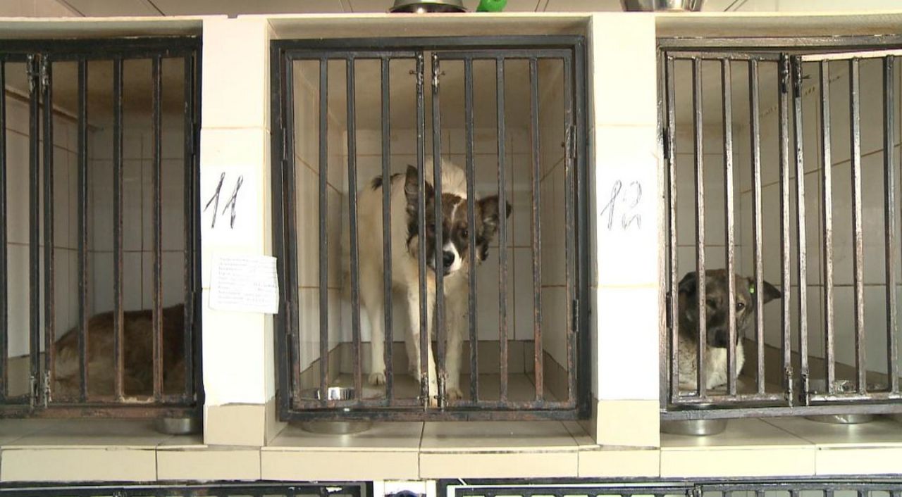Приют для собак под Хабаровском сможет вместить до восьмисот животных