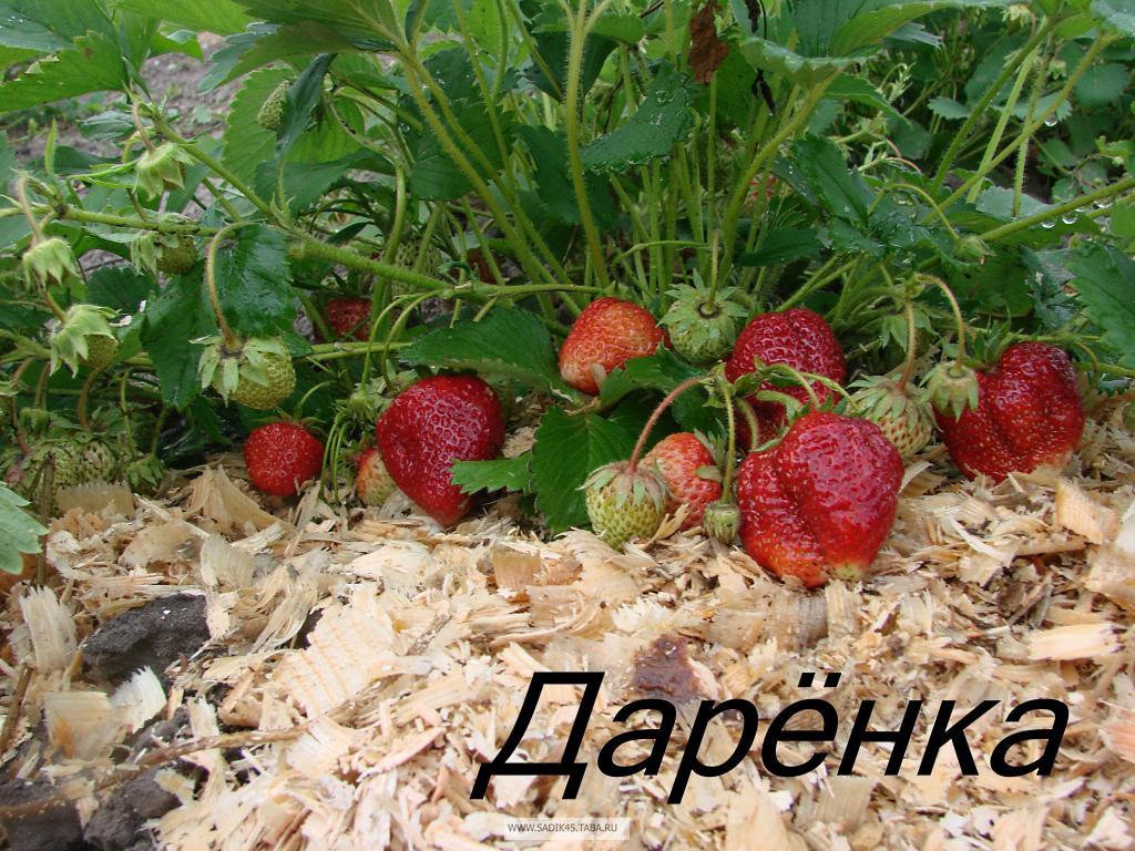 Сорт клубники для приморского края. %D0%B4%D0%B0%D1%80%D0%B5%D0%BD%D0%BA%D0%B0. Сорт клубники для приморского края фото. Сорт клубники для приморского края-%D0%B4%D0%B0%D1%80%D0%B5%D0%BD%D0%BA%D0%B0. картинка Сорт клубники для приморского края. картинка %D0%B4%D0%B0%D1%80%D0%B5%D0%BD%D0%BA%D0%B0. В развитии садоводства важную роль играют ягодные культуры. У них большое преимущество перед плодовыми деревьями: ягодники быстро размножаются, легко приспосабливаются к различным почвенно-климатическим условиям, рано вступают в пору плодоношения, дают ежегодный урожай.