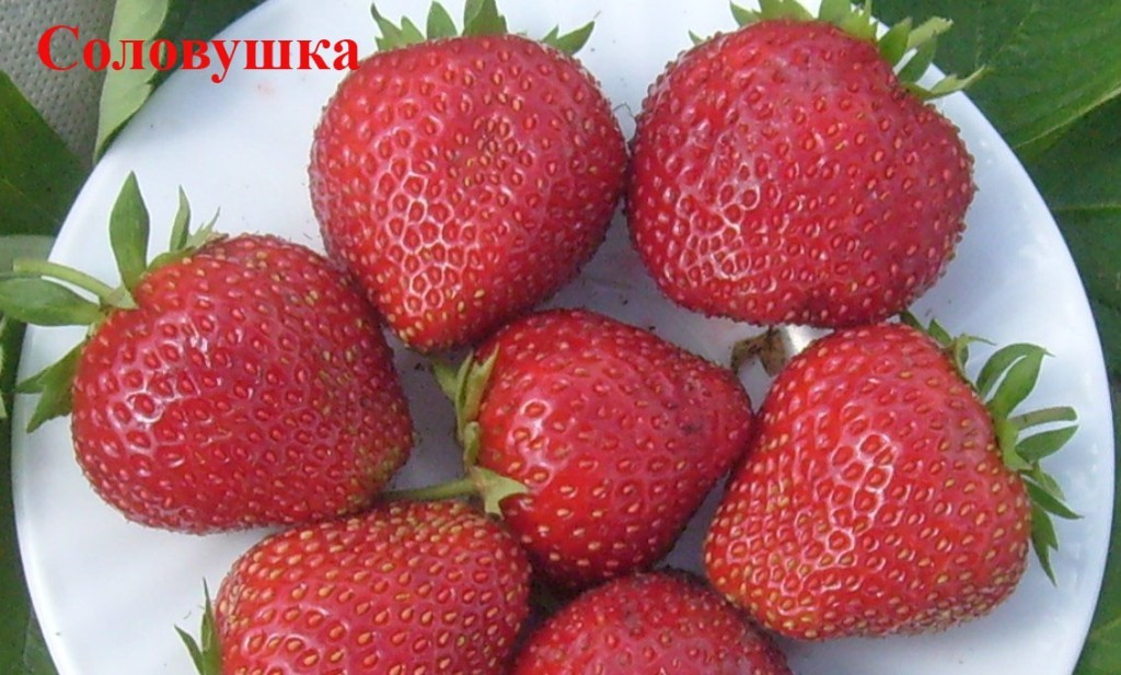 Сорт клубники для приморского края. %D1%81%D0%BE%D0%BB%D0%BE%D0%B2%D1%83%D1%88%D0%BA%D0%B0. Сорт клубники для приморского края фото. Сорт клубники для приморского края-%D1%81%D0%BE%D0%BB%D0%BE%D0%B2%D1%83%D1%88%D0%BA%D0%B0. картинка Сорт клубники для приморского края. картинка %D1%81%D0%BE%D0%BB%D0%BE%D0%B2%D1%83%D1%88%D0%BA%D0%B0. В развитии садоводства важную роль играют ягодные культуры. У них большое преимущество перед плодовыми деревьями: ягодники быстро размножаются, легко приспосабливаются к различным почвенно-климатическим условиям, рано вступают в пору плодоношения, дают ежегодный урожай.