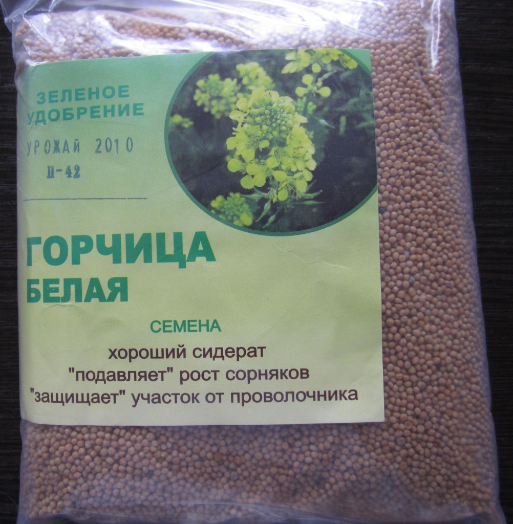 Белая горчица - один из лучших сидератов для наших участков