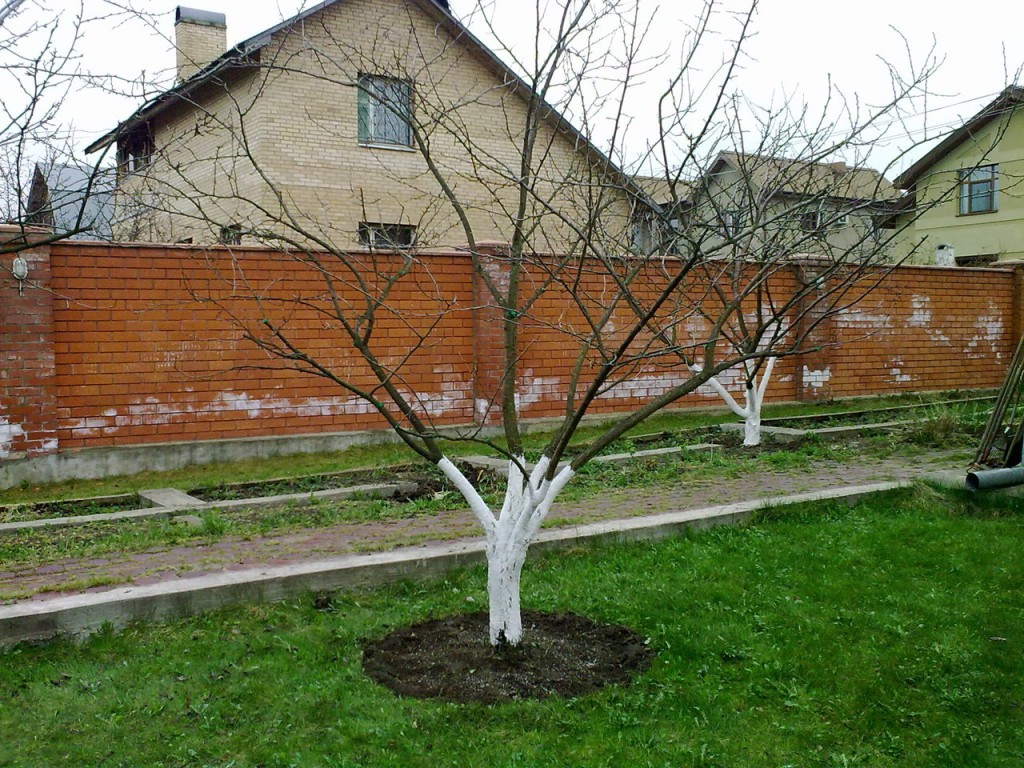 работы в огороде весной Медный купорос
