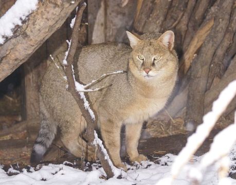 В Хабаровске сбежала краснокнижная камышовая кошка, привезенная из Казахстана