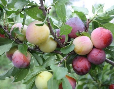 лучшие сорта сливы для хабаровска. Смотреть фото лучшие сорта сливы для хабаровска. Смотреть картинку лучшие сорта сливы для хабаровска. Картинка про лучшие сорта сливы для хабаровска. Фото лучшие сорта сливы для хабаровска