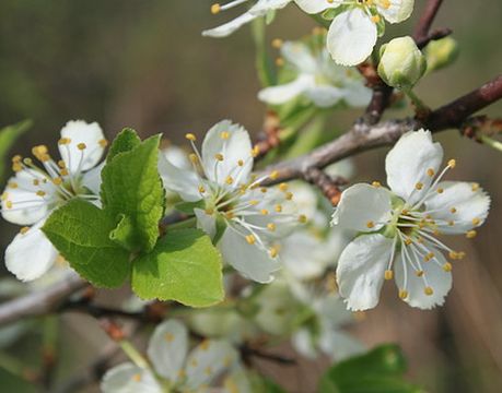 лучшие сорта сливы для хабаровска. Смотреть фото лучшие сорта сливы для хабаровска. Смотреть картинку лучшие сорта сливы для хабаровска. Картинка про лучшие сорта сливы для хабаровска. Фото лучшие сорта сливы для хабаровска