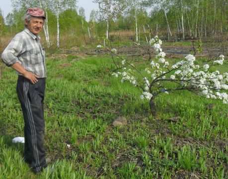 снт чирки хабаровск цветет слива