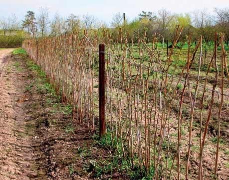 Сделать зеленый забор под силу каждому