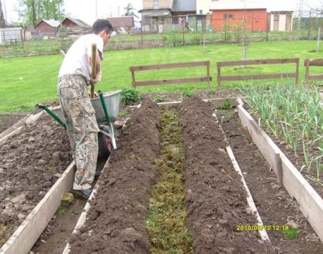 Как сделать теплую грядку весной своими руками