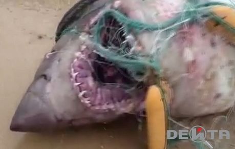 Приморские рыбаки выловили двух акул неподалеку от Славянки Хасанского района. Фото ИА "Дейта"