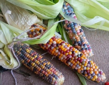 Сорт кукурузы Glass Gem Corn
