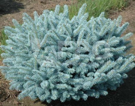 Ель Glauca Globosa