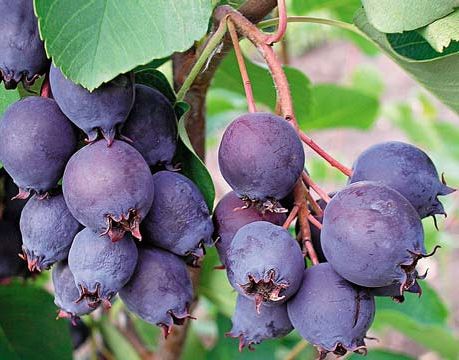 Ирга хороша и как ягода, и как украшение сада