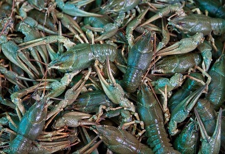 На прилавке между замороженной рыбой и фаршем раки тоскливо щелкают клешнями