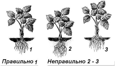 Посадка земляники