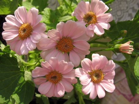 Цинерария кровавая сорта «Шедевр» Фото С. Полонской, flower.onego.ru