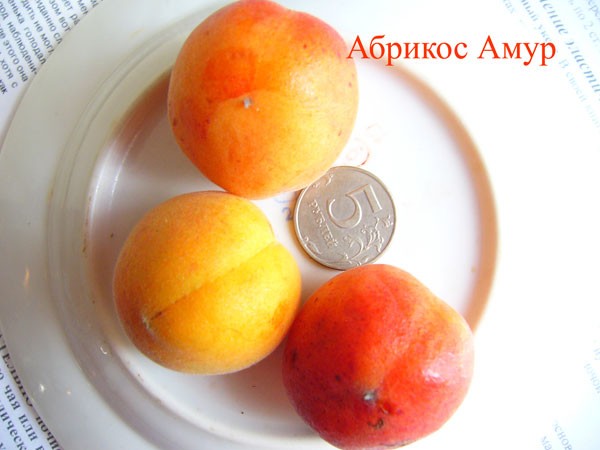 Сорт «Амур» дает урожай до 50 кг с дерева.