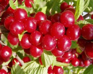 Вишня войлочная любит органические подкормки.