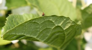 Отпугнуть муравьем могут растения, которые они не переносят. Фото Екатерины Ушаковой.