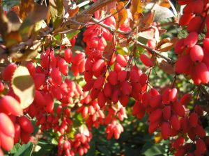 Барбарис обыкновенный, из ягод которого и делают различные вкусности