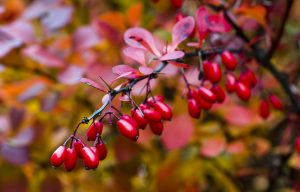 Berberis thunbergii