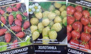Наши любимые сорта