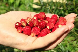 Поздней осенью ремонтантная земляника имеет особый вкус и запах.