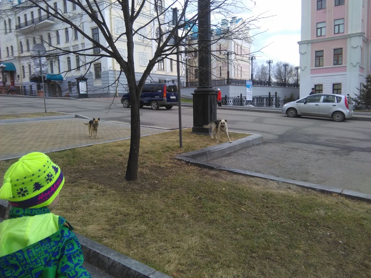 Собачьи войны по-хабаровски