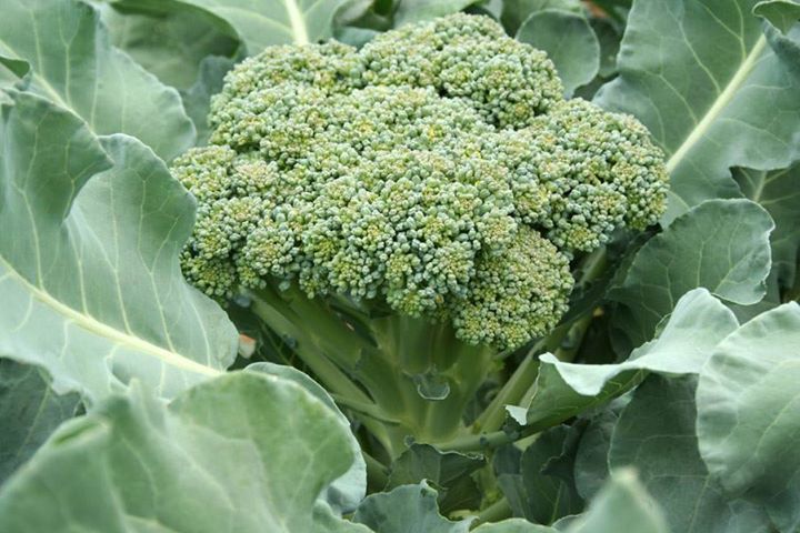 Выращиваем брокколи сами