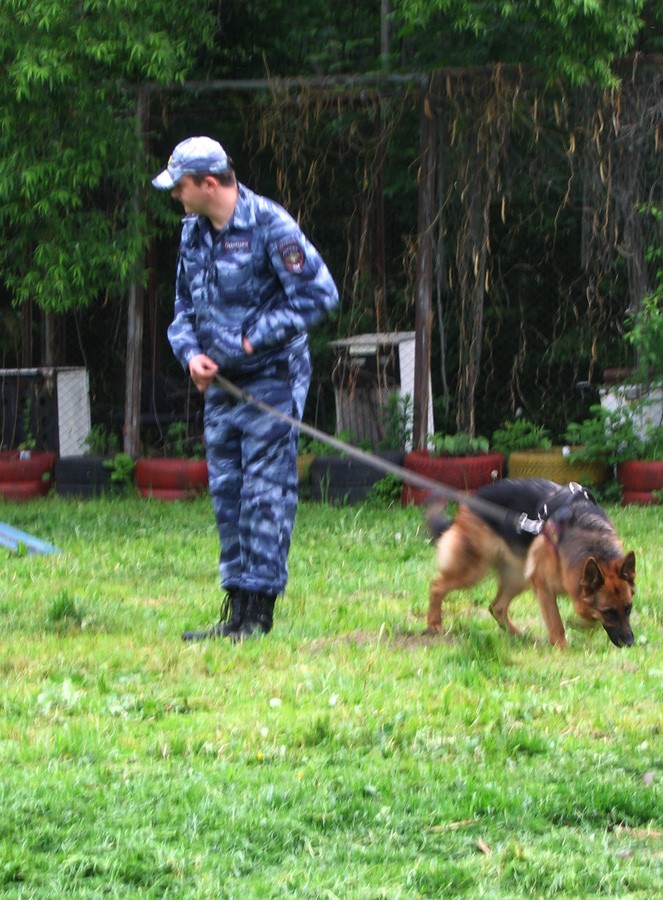 140 преступлений раскрыли служебные собаки в этом году. Кто и как их этому учит