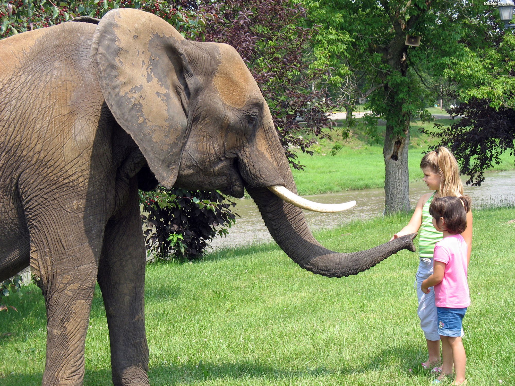 Хабаровчане сегодня могут высказаться против заточения слонов в зоопарках
