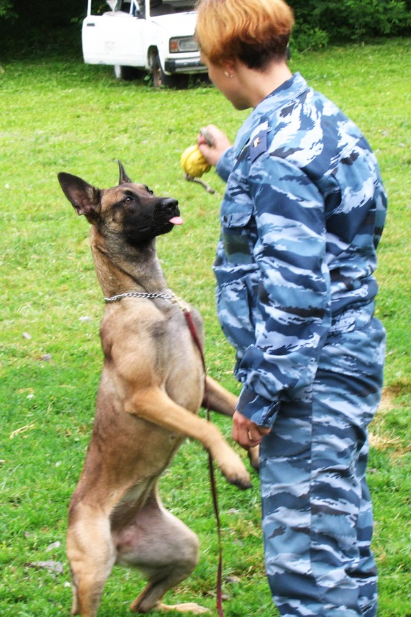 140 преступлений раскрыли служебные собаки в этом году. Кто и как их этому учит