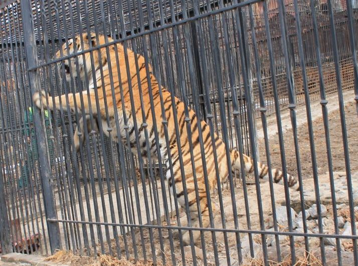 Тигриный день прошел в "Приамурском зоосаде"