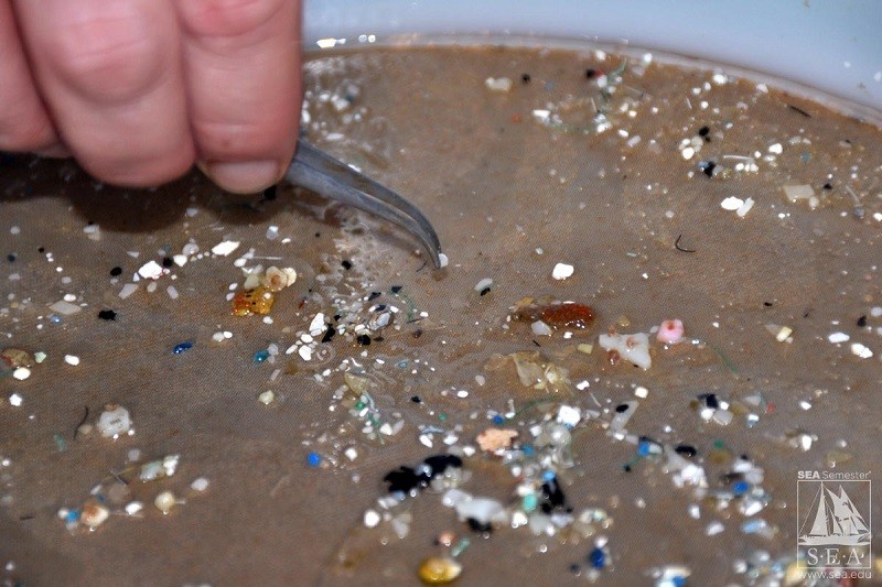 Пластиковый мусор из моря оседает в нашем организме