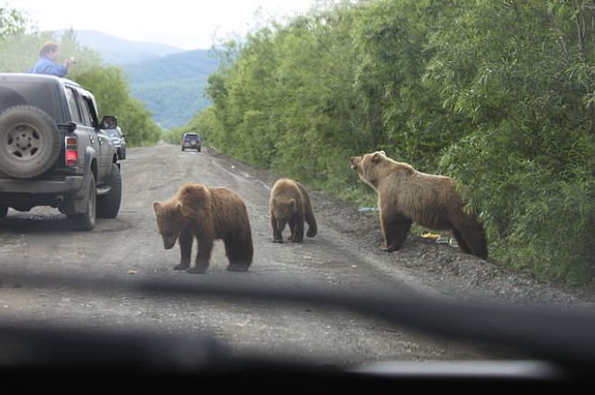 За морковкой и мясом: голодные медведи атакуют Хабаровский край