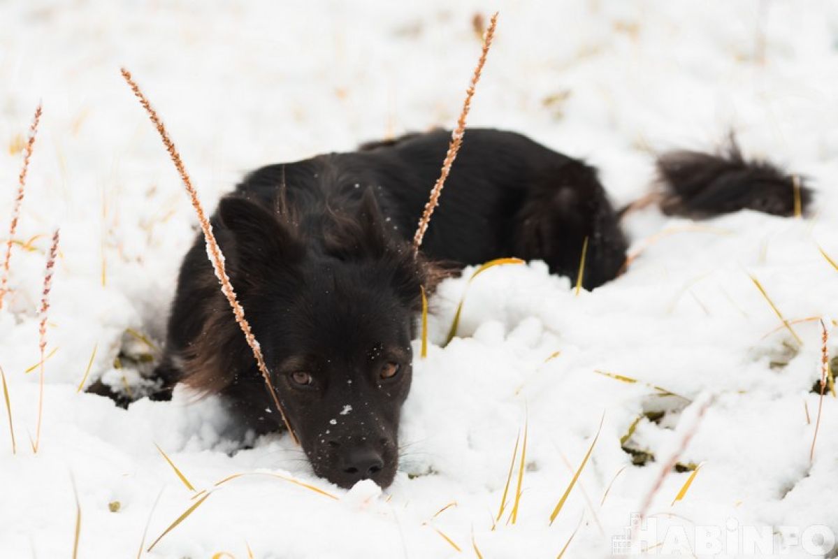 В Хабаровске планируется ужесточить правила выгула домашних животных