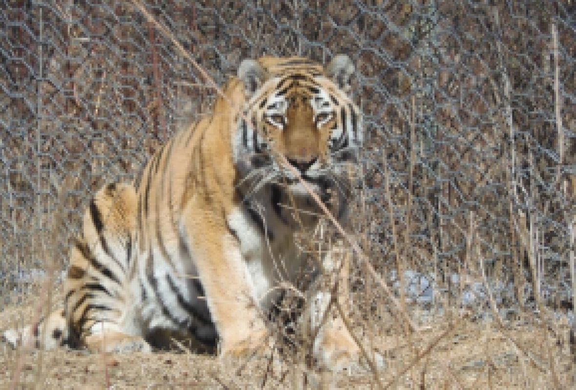 Амурская тигрица после реабилитации обрела новый дом в Хабаровском зоосаде