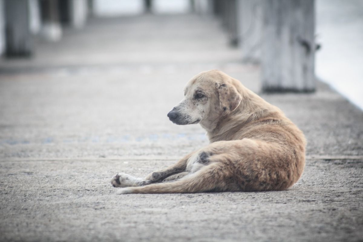 Зубастый беспредел: школьницу искусали бездомные собаки