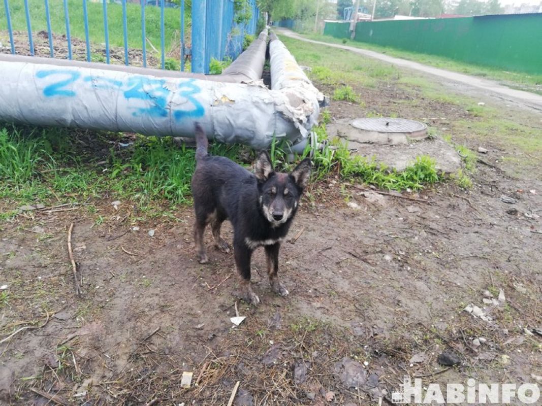 Лает, но не кусает: что делать с бродячими псами в Хабаровске?