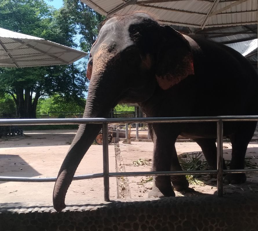 Какой сегодня праздник: Всемирный день защиты слонов в зоопарках и Всемирный день Wi-Fi
